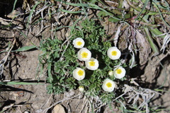 Ranunculus seguieri