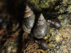 Austrolittorina cincta