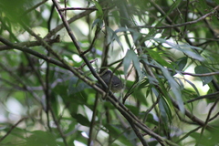 Dysithamnus mentalis