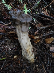 Helvella vespertina