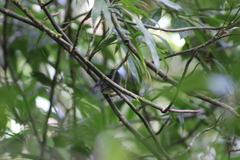 Dysithamnus mentalis