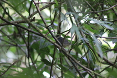 Dysithamnus mentalis