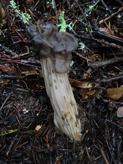Helvella vespertina