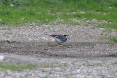 Motacilla alba alba