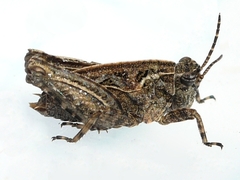 Tetrix ornata