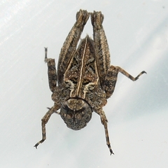 Tetrix ornata