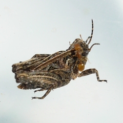 Tetrix ornata