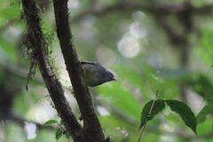 Dysithamnus mentalis