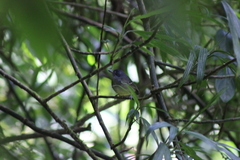 Dysithamnus mentalis