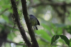 Dysithamnus mentalis