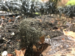 Phycomyces