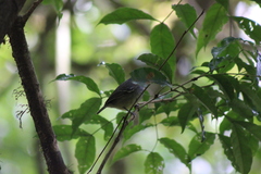 Dysithamnus mentalis