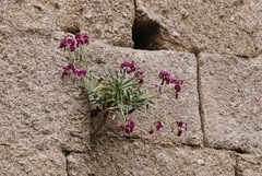 Matthiola incana