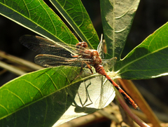 Orthetrum chrysostigma