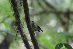 Dysithamnus mentalis