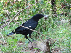 Corvus corone