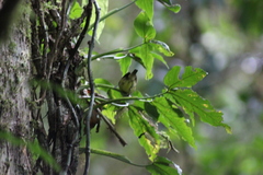 Dysithamnus mentalis