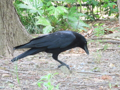 Corvus corone