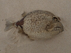 Anoplocapros inermis