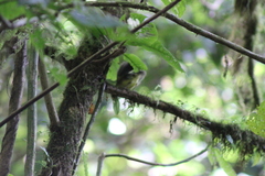 Dysithamnus mentalis