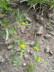 Melampodium sericeum