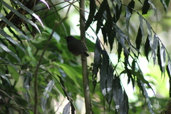 Dysithamnus mentalis