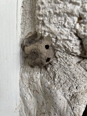 Sceliphron caementarium