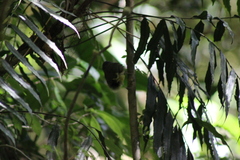 Dysithamnus mentalis