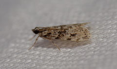 Scoparia emmetropis