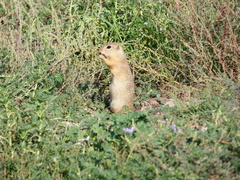 Spermophilus citellus
