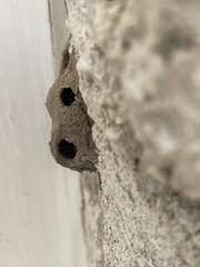 Sceliphron caementarium