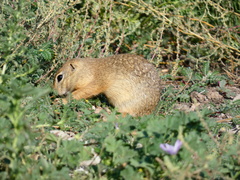 Spermophilus citellus
