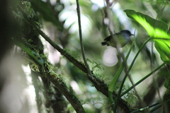 Dysithamnus mentalis
