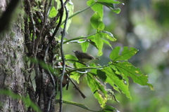 Dysithamnus mentalis