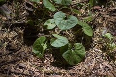 Asarum lemmonii