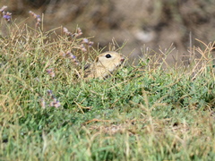 Spermophilus citellus