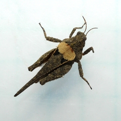 Tetrix ornata