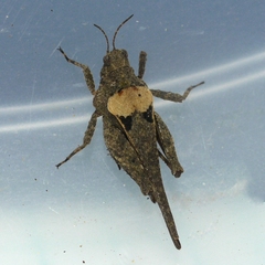 Tetrix ornata