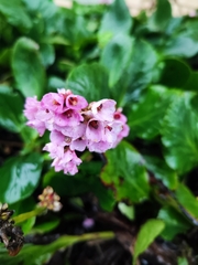 Bergenia
