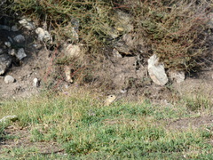 Spermophilus citellus