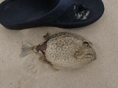 Anoplocapros inermis