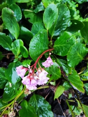Bergenia