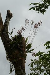 Laelia marginata