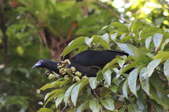 Chamaepetes unicolor