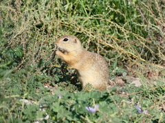 Spermophilus citellus