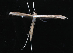 Stenoptilia zophodactylus