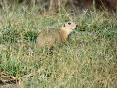 Spermophilus citellus