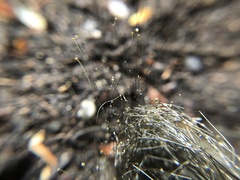 Phycomyces