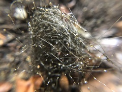 Phycomyces