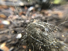 Phycomyces